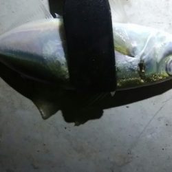 足で稼ぐ遠投アジング